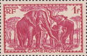 African Elephant (Loxodonta africana)