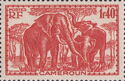 African Elephant (Loxodonta africana)