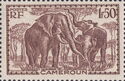 African Elephant (Loxodonta africana)