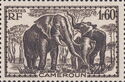African Elephant (Loxodonta africana)