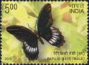 Andaman Mormon (Papilio mayo) - Male