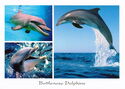 Bottlenose Dolphins