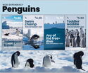 Penguins in Ross Dependency