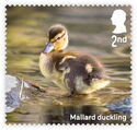 Mallard Duckling