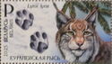 Eurasian lynx (Lynx lynx)