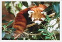 Perth. Perth Zoo, Red Panda