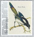 Eurasian Magpie (Pica pica)