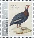 Helmeted Guineafowl (Numida meleagris)