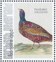 Ring-necked Pheasant (Phasianus colchicus)