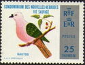 Pacific Imperial-Pigeon (Ducula pacifica)