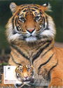 Sumatran Tiger (Panthera tigris sondaicus