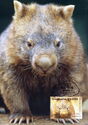 Common Wombat (Vombatus ursinus)