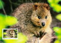 Quokka (Setonix brachyurus)