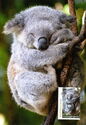 Sleeping Koala