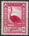 Somali Ostrich (Struthio molybdophanes)
