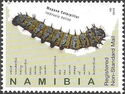 Mopane Worm (Gonimbrasia belina)