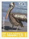 Brown Pelican (Pelcanus occidentalis)