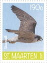 Peregrine Falcon (Falco pereginus)
