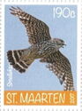 Merlin (Falco columbarius)