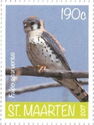 American Kestrel (Falco sparverius)