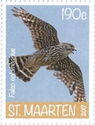 Merlin (Falco columbarius)