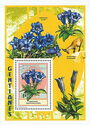 Gentiana clusii