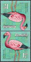 Andean Flamingo (Phoenicoparrus andinus)