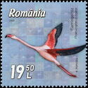 Greater Flamingo (Phoenicopterus roseus)