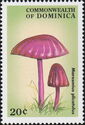 Marasmius Plicatulus