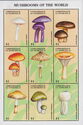 Mushrooms of the World