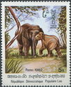 Asian Elephant (Elephas maximus) and young