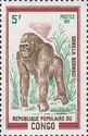 Eastern Gorilla (Gorilla beringei)