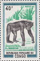 Bonobo (Pan paniscus)