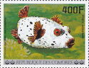Blackspotted Puffer (Arothron nigropunctatus)