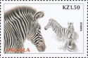 Zebra (Equus sp.)