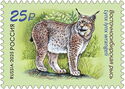 East Siberian Lynx (Lynx lynx wrangeli)
