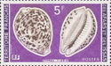 Tiger Cowrie (Cyprea tigris)