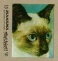 Siamese Cat (Felis silvestris catus)