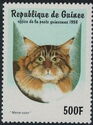 Maine-Coon (Felis silvestris catus)