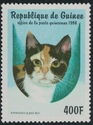 American Wirehair (Felis silvestris catus)