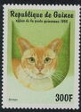 Burmese (Felis silvestris catus)