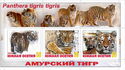 Wild Cats - Amur Tigers
