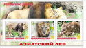 Wild Cats - Asiatic Lions