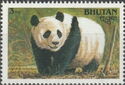 Giant Panda (Ailuropoda melanoleuca)