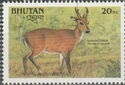 Barking Deer (Muntiacus muntjak)