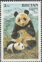 Giant Panda (Ailuropoda melanoleuca)