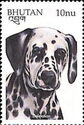 Dalmatian (Canis lupus familiaris)