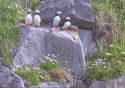 Chukotka. Atlantic puffin on the cliff