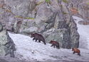 Chukotka. A mother bear with cubs