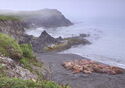Chukotka. Walrus rookery